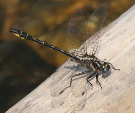 The rapids clubtail is a dragonfly that is listed as endangered in Canada and in Ontario. One of its few remaining habitats in the province is in the path of the proposed Highway 413.