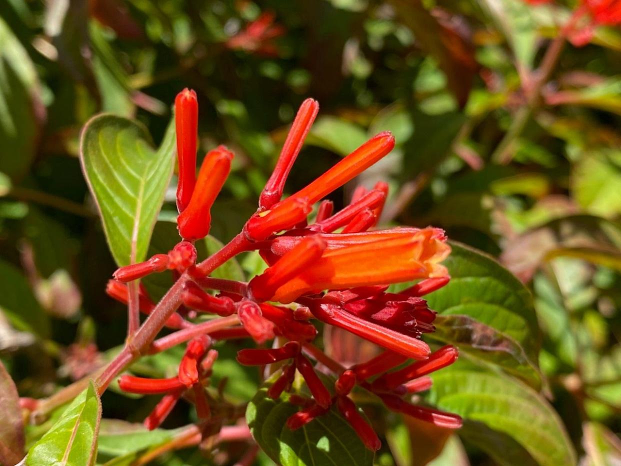 Florida firebush attracts hummingbirds as well as insect pollinators.