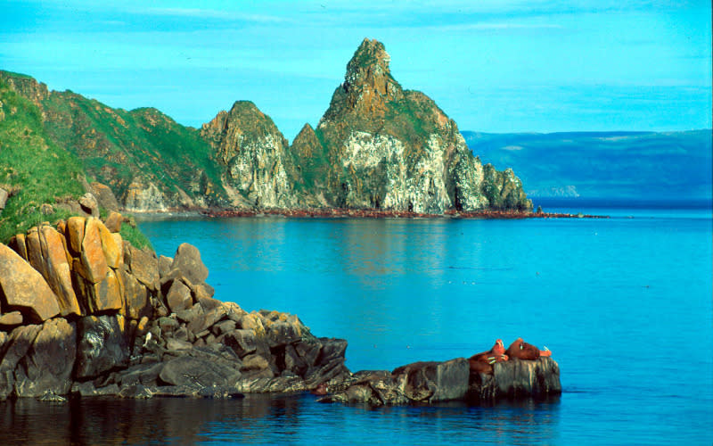 Round Island - Considered a sanctuary for Pacific walruses. Walruses depend on sea ice as a platform for resting while they dive for food in the nearby shallow coastal waters. With plenty of space and lack of land-based predators, sea ice is also a safe place for calves to sit while mothers feed. © Kevin Schafer / WWF-Canon