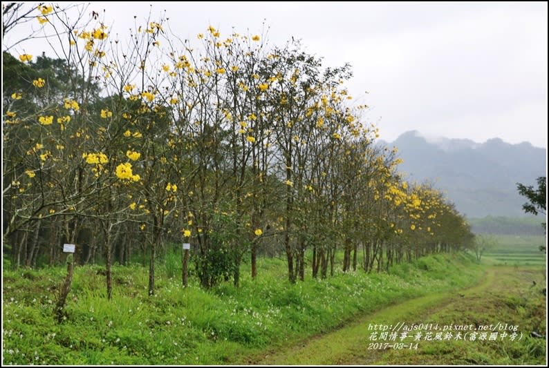 黃花風鈴木(富源國中旁)-2017-03-26.jpg