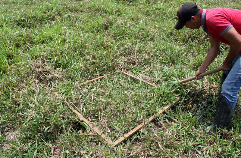 Day laborer Ilandio Pereira da Silva prepares an area of pasture before samples are taken, in Itapua do Oeste