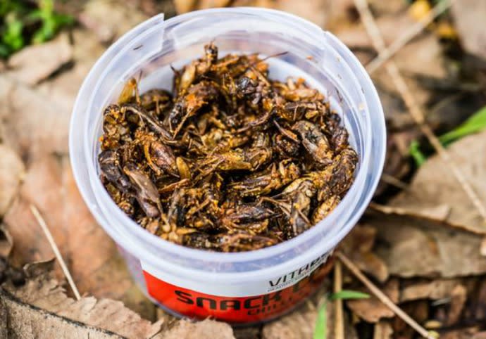 For those looking for a savoury treat the VitaBug Crickets come in Chilli & Garlic. Photo: Supplied