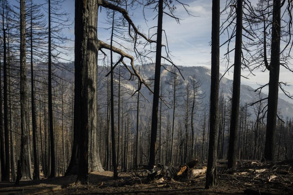 A stand of burned sequoia trees.