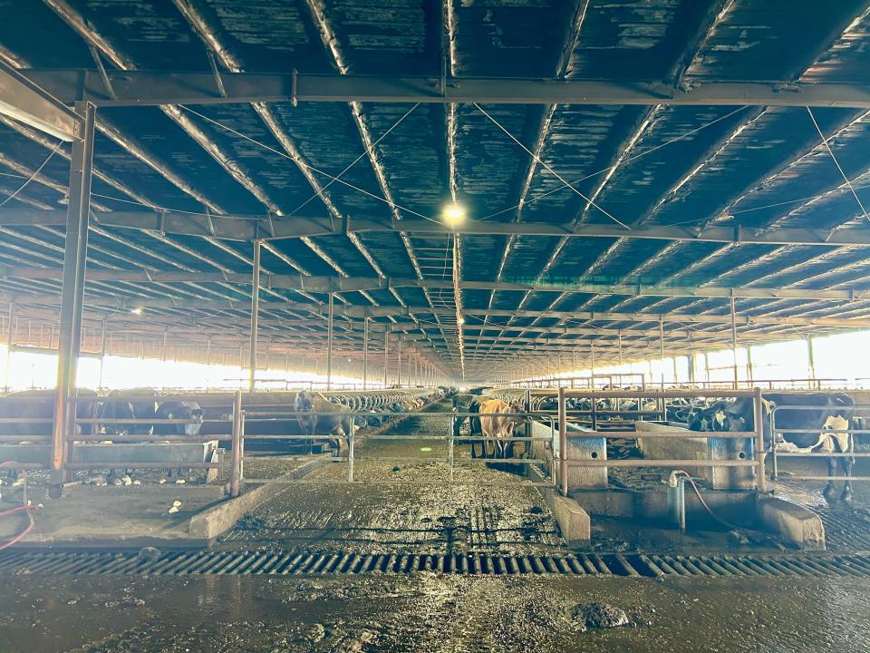 View of half-demolished cross-ventilation barn at South Fork Dairy.