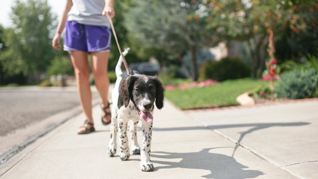  Dog on a leash walking in front of owner 