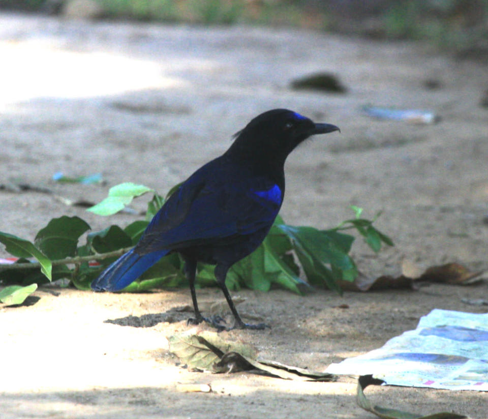 <b>Malabar Whistling Thrush:</b> Famous for its startling human-like whistle, this bird is crow-like in size and gait. In the shade, even the plumage appears black until sunlight removes the deception and reveals the gleam of metallic blue. This bird wakes you up to its “idle schoolboy” tunes.