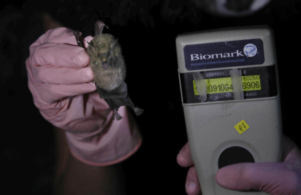 Mexico's National Autonomous University, UNAM, Ecology Institute student Samara Perez shows how a tracking microchip implanted in a Mexican long-tongued bat reads on a scanner before the bat is released back into the wild at the university's botanical gardens in Mexico City, Tuesday, March 16, 2021. The botanical gardens have vegetation whose flowers provide the bats with food; their long tongues and nose have evolved to drink nectar from the blooms. (AP Photo/Marco Ugarte)