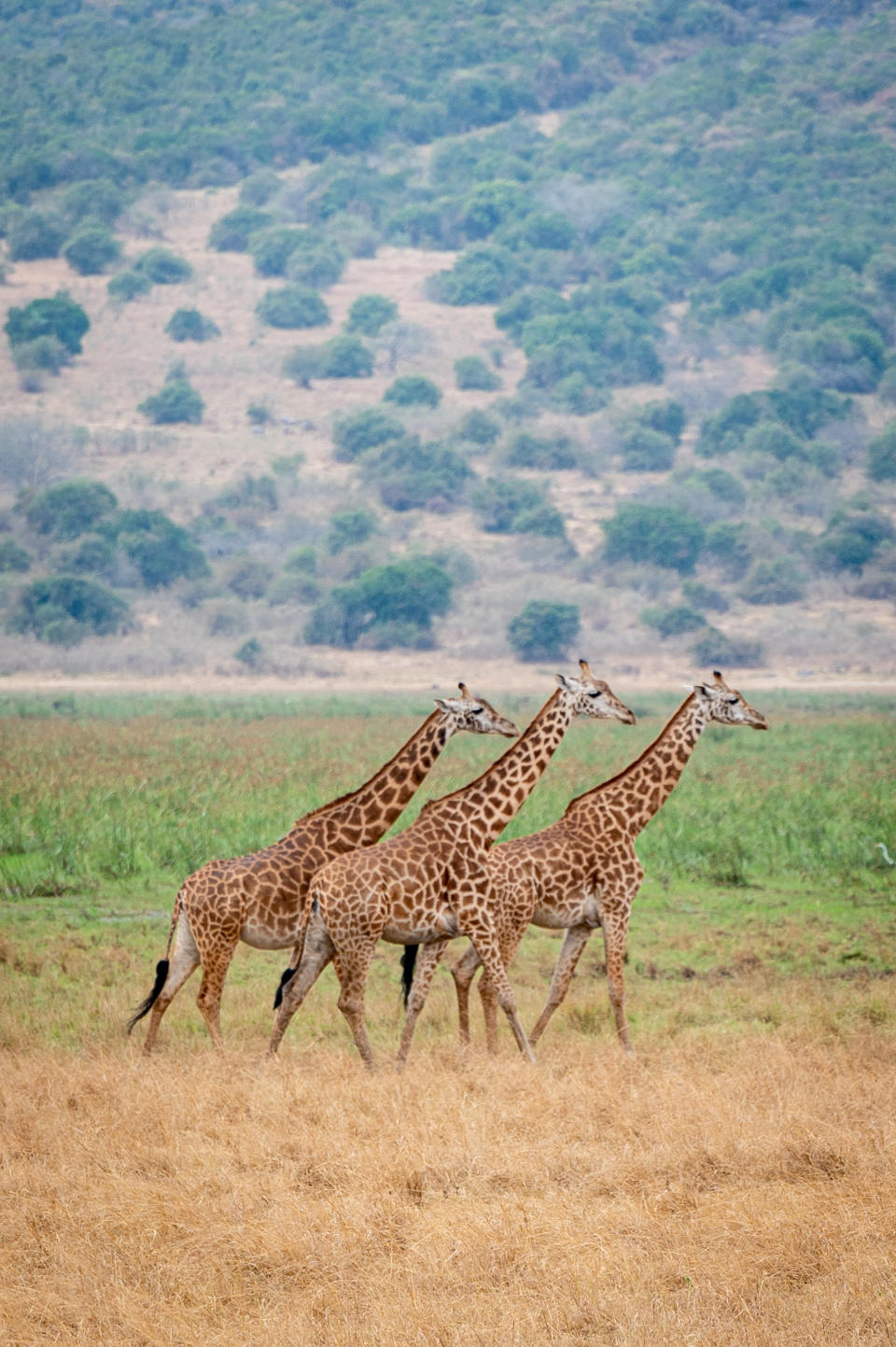 Giraffes roam the plains in the park with highlands and lakes. (Photo: Bryan Kow)