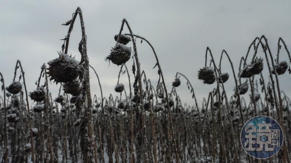 韋謝列（Vesele）的向日葵田曾經生氣勃勃、金黃燦亮，現在卻在大雪重壓下低垂失意，營造出悲傷的景象。