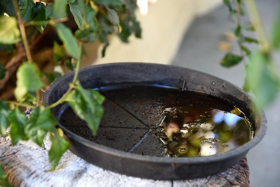 Plastic,Bowl,Abandoned,In,A,Vase,With,Stagnant,Water,Inside.