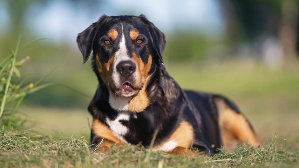 greater Swiss mountain dog lies in the field and faces the camera