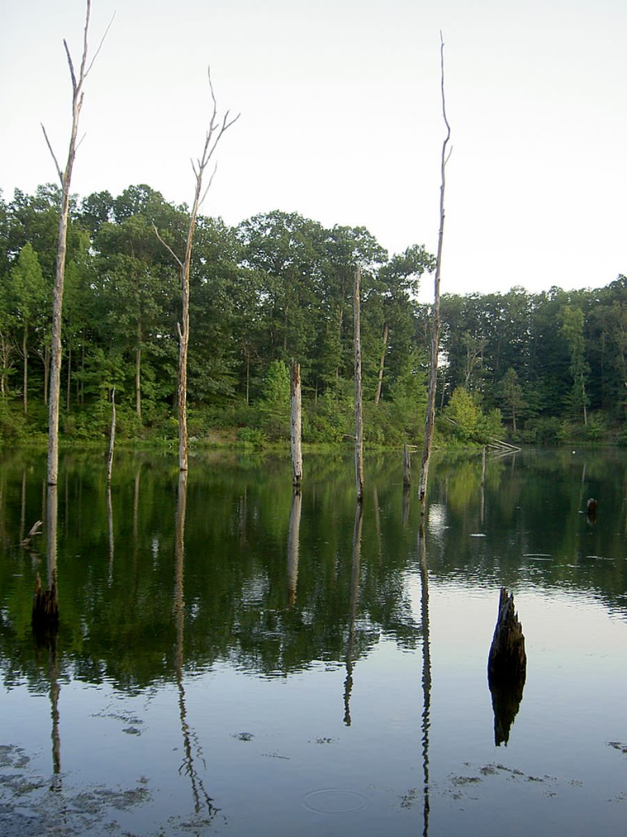 Scientists say so-called "ghost forests" are on the rise on the East Coast of the U.S. thanks to climate change.