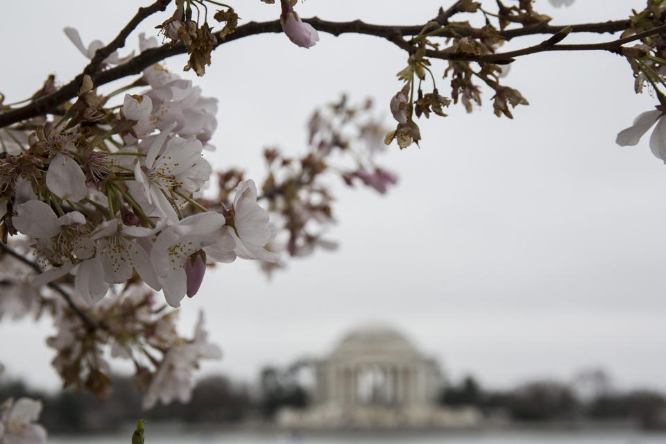 Washington’s cherry blossoms bloom despite cold snap