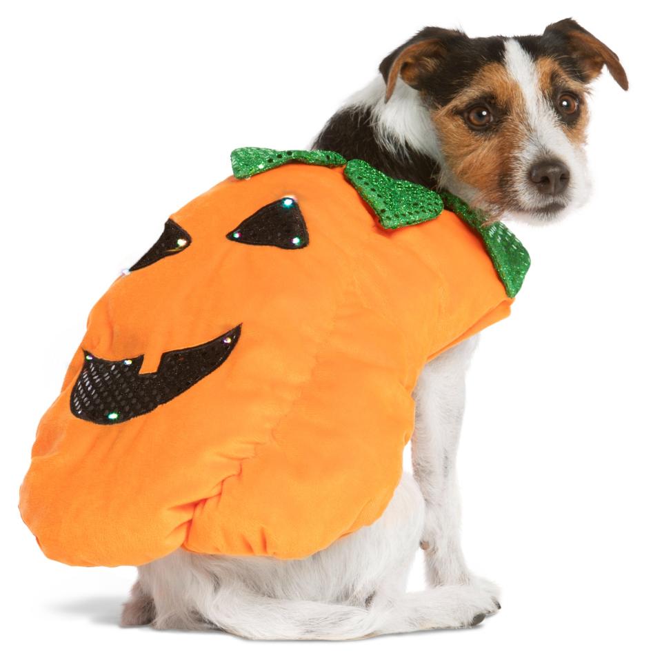 Doggos like to dress up for Halloween, too.