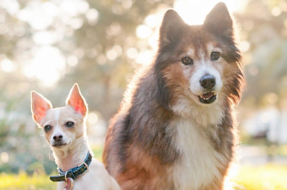 The Best Dog Breed for You, Based on Your Personality Type