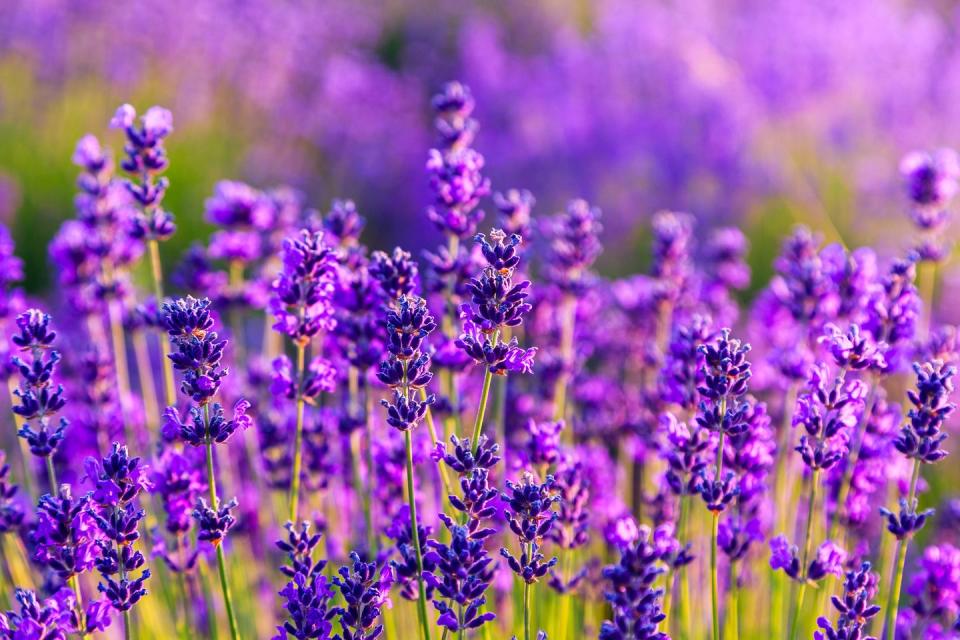 <p>Best known for its calming effect, lavender is great to have in the bedroom to help you fall asleep. Cut some off a bush outside and place into a vase of water. Lavender requires plenty of sunlight, so the window sill is the best place to leave it when growing indoors.<br></p><p><a class="link " href="https://go.redirectingat.com?id=127X1599956&url=https%3A%2F%2Fwww.thompson-morgan.com%2Fp%2Flavender-stoechas-bandera%2FTKA0901TM&sref=https%3A%2F%2Fwww.housebeautiful.com%2Fuk%2Fgarden%2Fplants%2Fg28899283%2Fplant-alternatives-air-fresheners%2F" rel="nofollow noopener" target="_blank" data-ylk="slk:BUY NOW;elm:context_link;itc:0;sec:content-canvas">BUY NOW</a></p><p>We earn a commission for products purchased through some links in this article.</p>