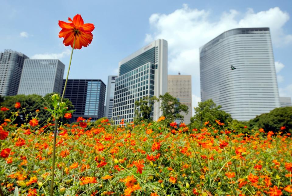 <span>Des cosmos jaunes et rouges dans le parc Hamarikyu à TOkyo, le 16 août 2008.</span><div><span>TORU YAMANAKA</span><span>AFP</span></div>