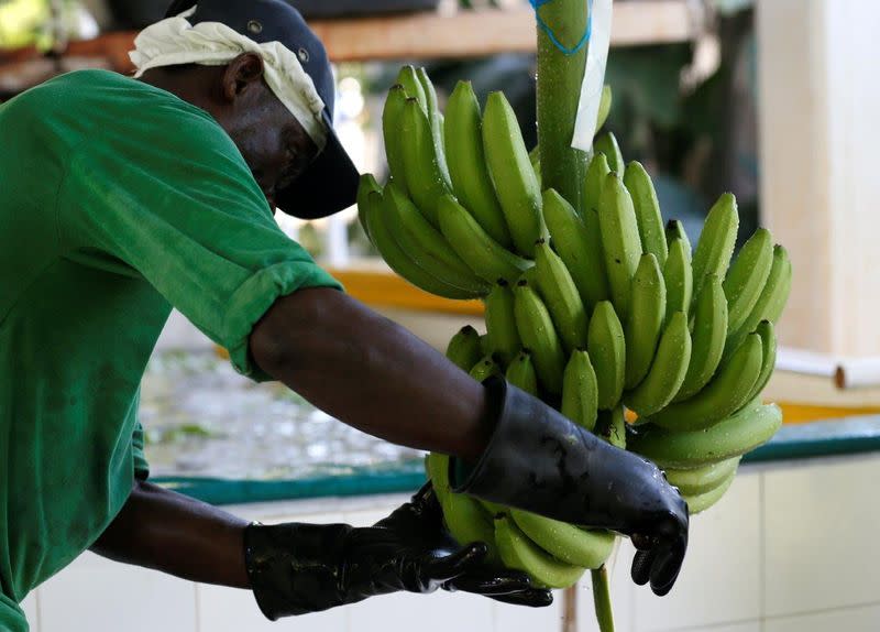 Foto de archivo. Un hombre trabaja en una finca productora de banano en Carepa