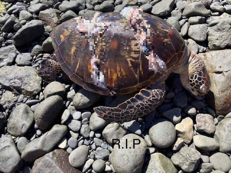 觀光客瘋離島旅遊，澎湖七美海龜遭船隻螺旋槳砍死。（翻攝自「沿著菊島旅行–澎湖資訊網」臉書）