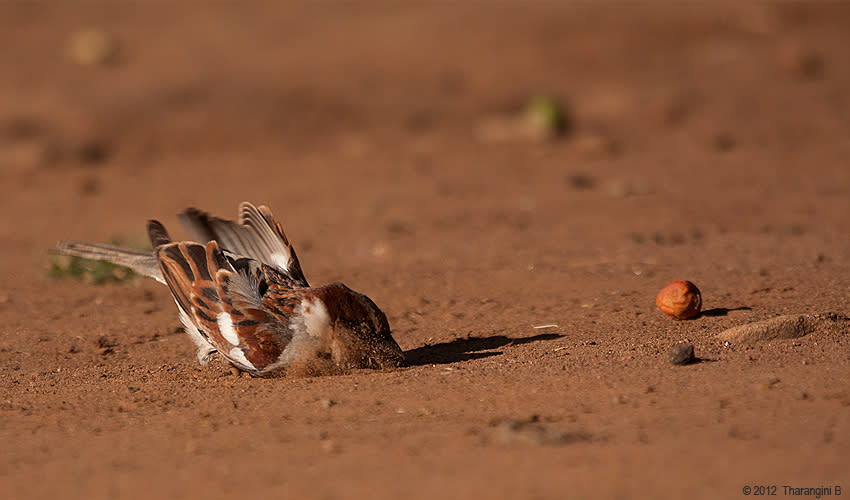 With a nice dust bath to round it off.