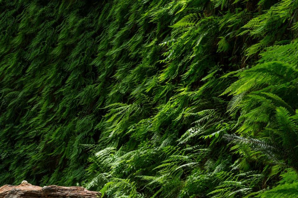 Nature detail in Prairie Creek State Park, California.