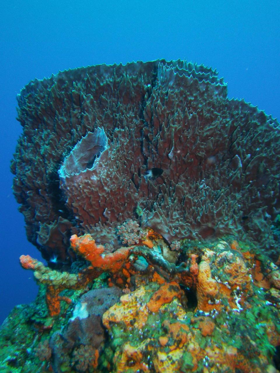 This May 3, 2012 photo shows a giant barrel sponge in the Saba Marine Park in Saba in the Caribbean. Saba is a Dutch municipality popular with divers. (AP Photo/Brian Witte)