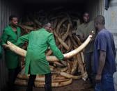 A stockpile of 105 tonnes of ivory, representing thousands of dead elephants, will be destroyed in a symbolic blaze