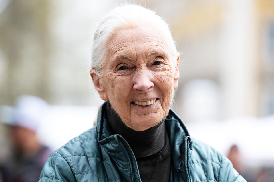 <p>Sven Hoppe/dpa (Photo by Sven Hoppe/picture alliance via Getty</p> Dr. Jane Goodall