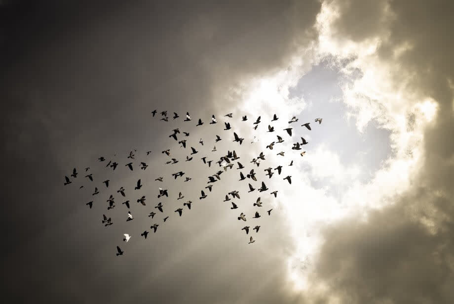 mehrere vögel, die in pfeilform richtung himmel fliegen