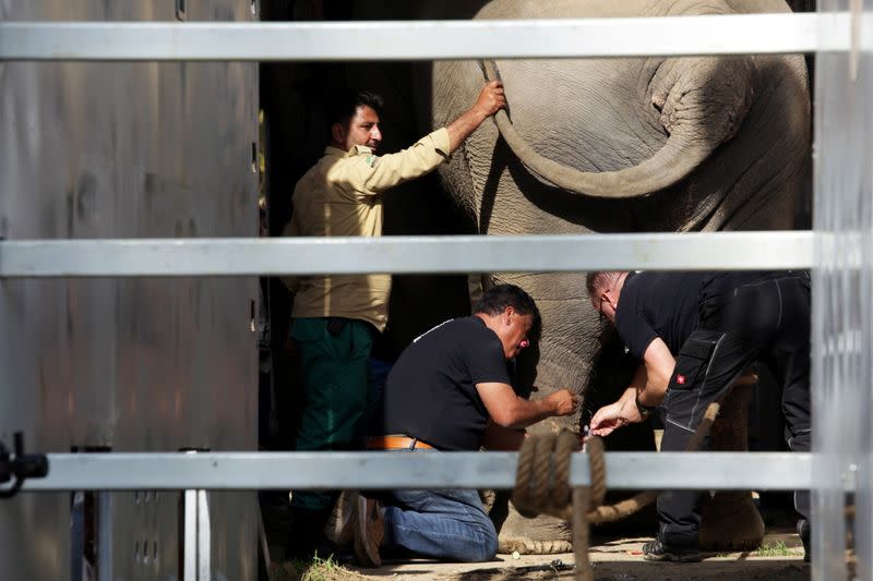 Pakistan's lonely elephant heads for Cambodia, in Islamabad