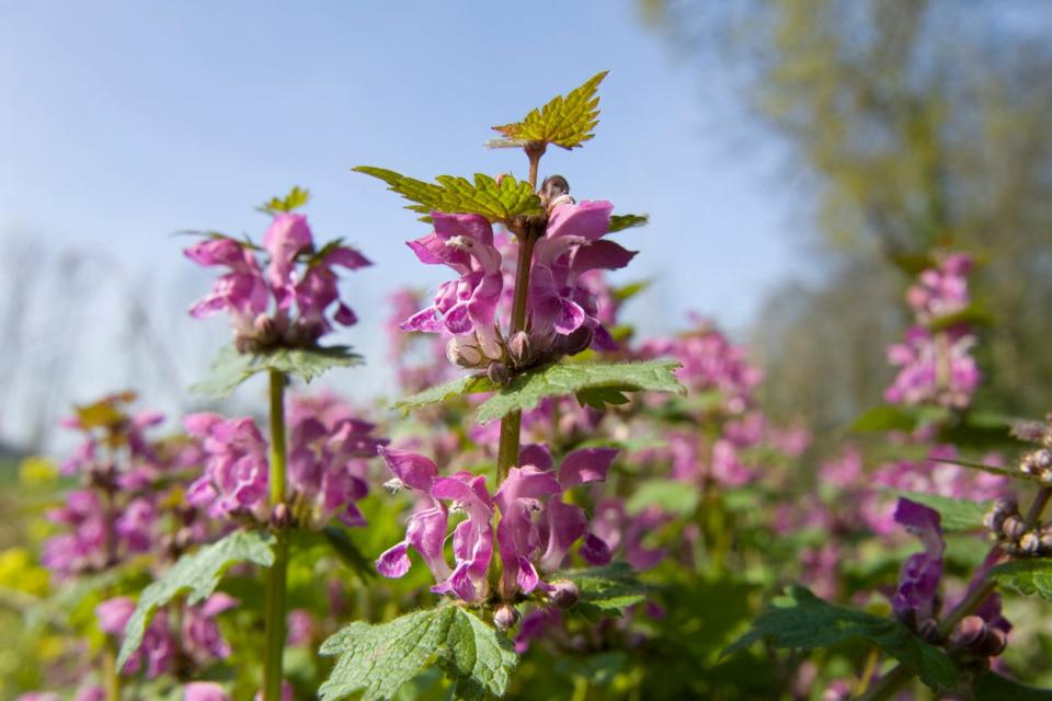 Purpurrote Taubnessel Lamium purpureum Lippenblütengewächse