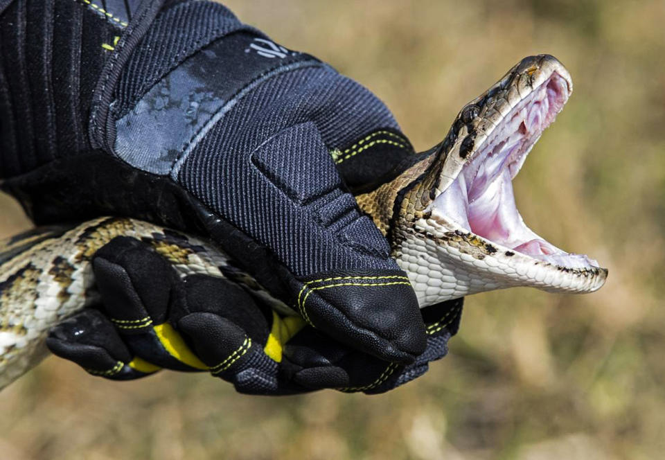 Python incentives and education specialist Robert Edman demonstrates how to catch a python during an event promoting the Florida Python Challenge on Dec. 5, 2019. (Al Diaz / Miami Herald via Getty Images file)