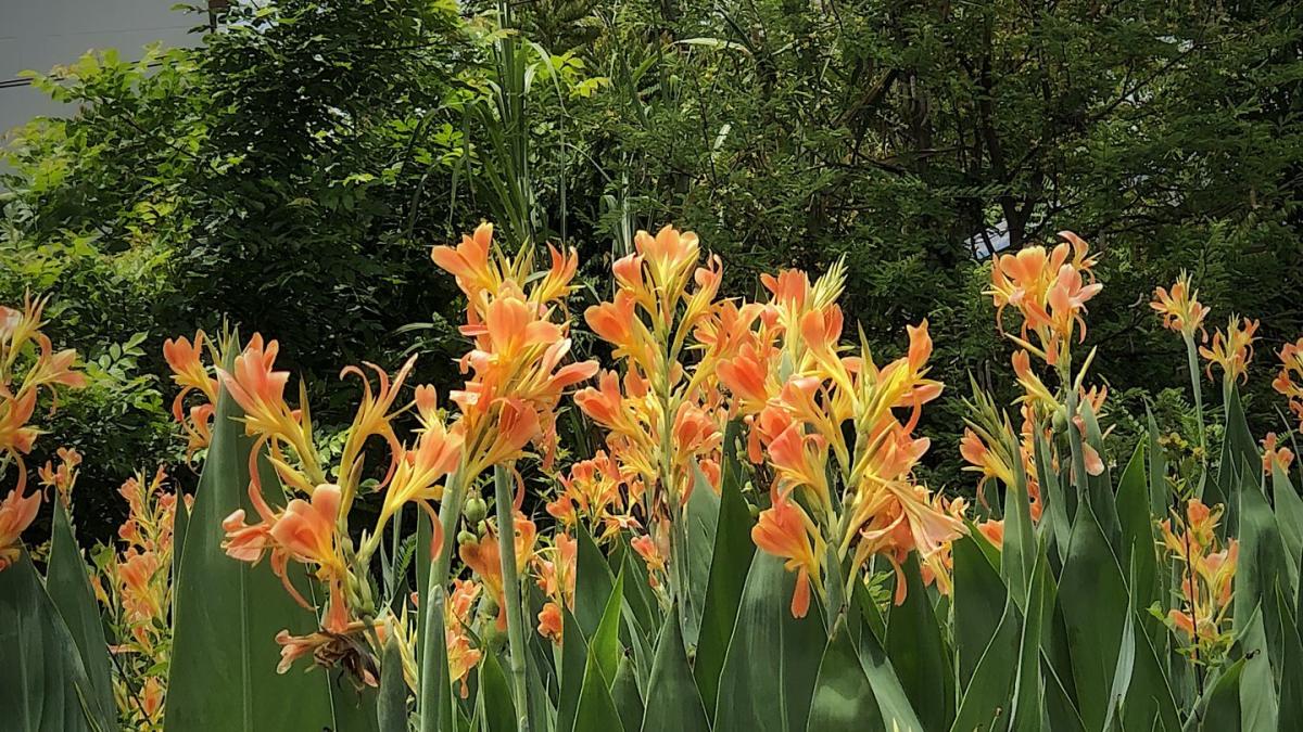 Canna lilies thrive in Erie