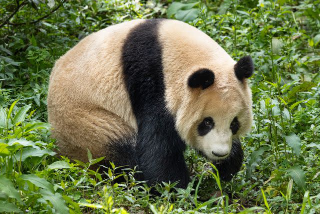 <p>San Diego Zoo</p> Xin Bao the panda