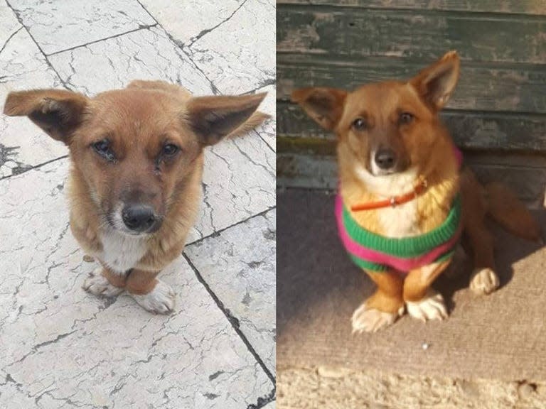 Mimi the dog, before and after being adopted.