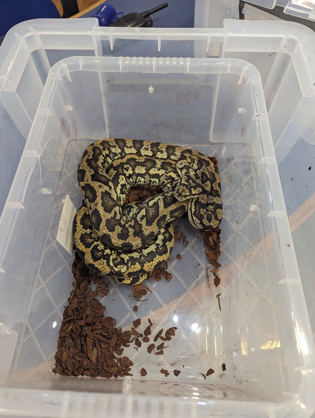 A female phython was in better condition than the male snake found in the box (RSPCA)