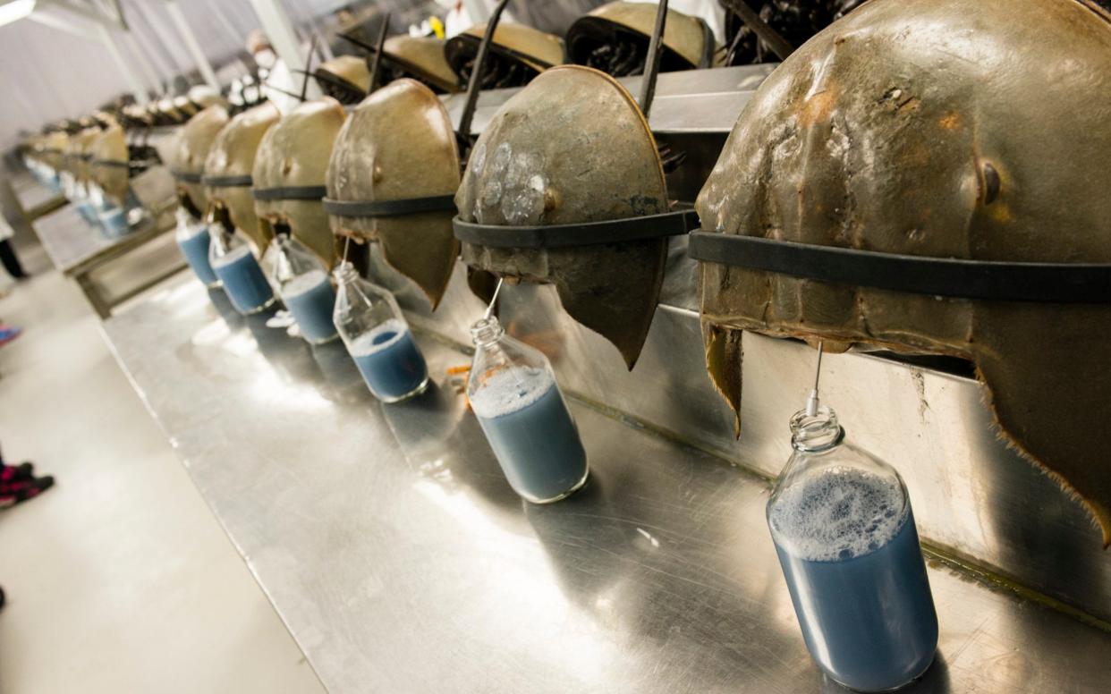 Horseshoe crabs