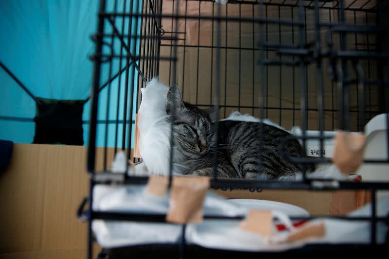 Earthquake survivor Yoshimi Tomita’s tent is pictured at a pet-friendly evacuation centre in Suzu