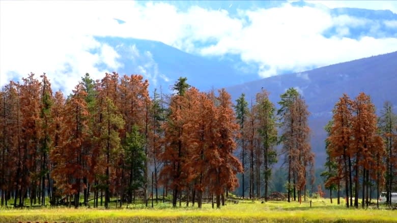 As the 'red forest' encroaches, Jasper steps up measures to protect itself from wildfire