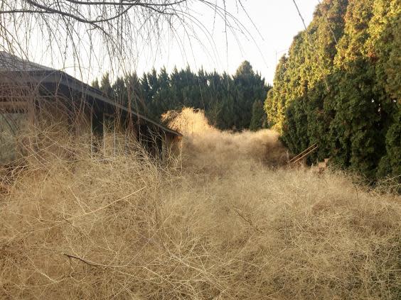 Disruption caused by avalanches of tumbleweed is more common than it may seem (SWNS)