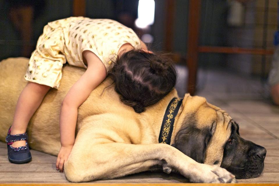 young toddler girl lays on top of adult mastiff dog indoors