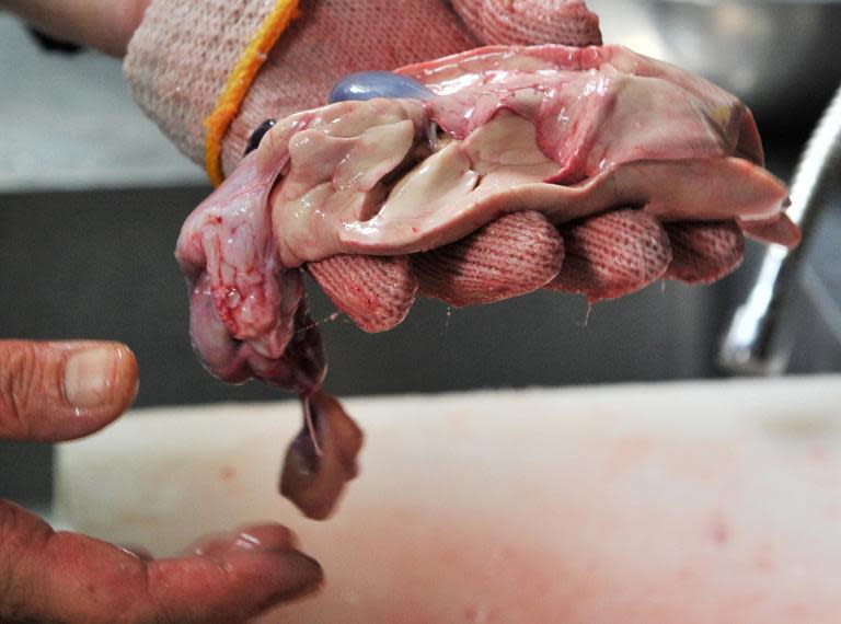 A Japanese chef holds the liver of a pufferfish, which contains deadly neurotoxins