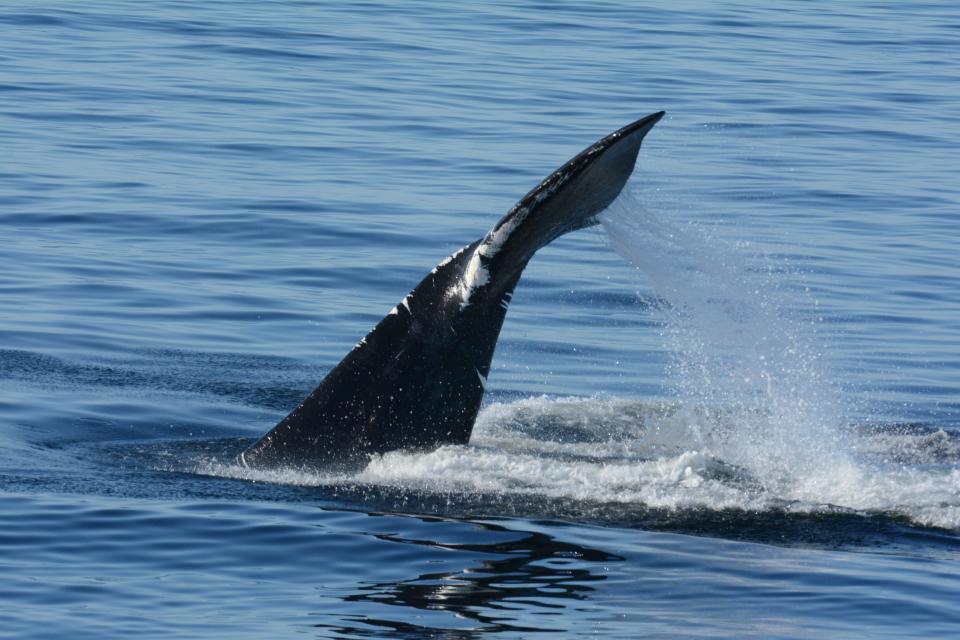 A North Atlantic right whale known as “Cello,” catalog No. 1820, raises his flukes in preparation for a dive in the Gulf of St Lawrence in 2022. The white scarring along his tail stock and flukes indicates entanglement in fishing gear. Photo taken by the New England Aquarium under DFO Canada SARA permit.