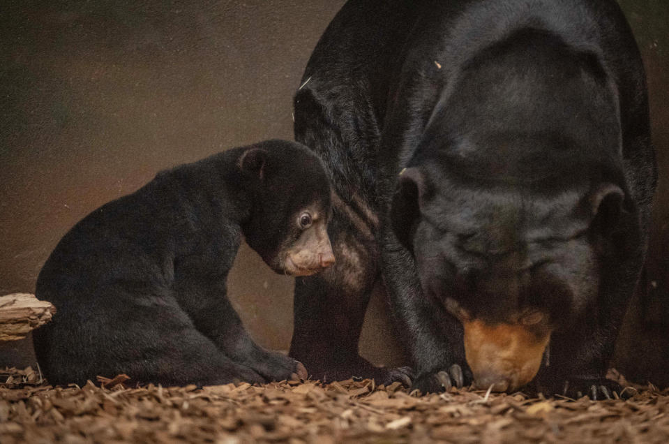 <em>Wobbly – the 12-week-old was a bit unsteady on her feet but managed a wander with mum Milli (Picture: PA)</em>