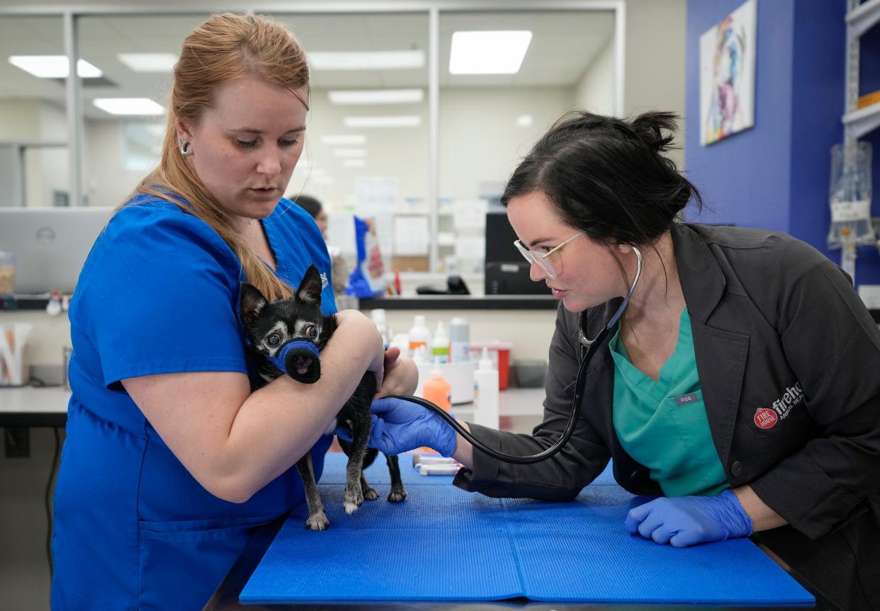 Veterinarian Lara Wilson, right, and veterinary technician Morgan Shannon examine Chili, one of two Chihuhuas belonging to Charles and Nicole Richard, at Firehouse Animal Health Center in Kyle on Tuesday. Firehouse is donating $10,000 worth of veterinary care to the Statesman’s Season For Caring campaign, including for the Richards’ Chihuahuas.
