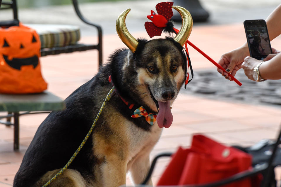 <p>Dogs at Howlloween at the Grand Copthorne Waterfront Hotel.(Photo: Bryan Huang/Yahoo Lifestyle Singapore)</p>