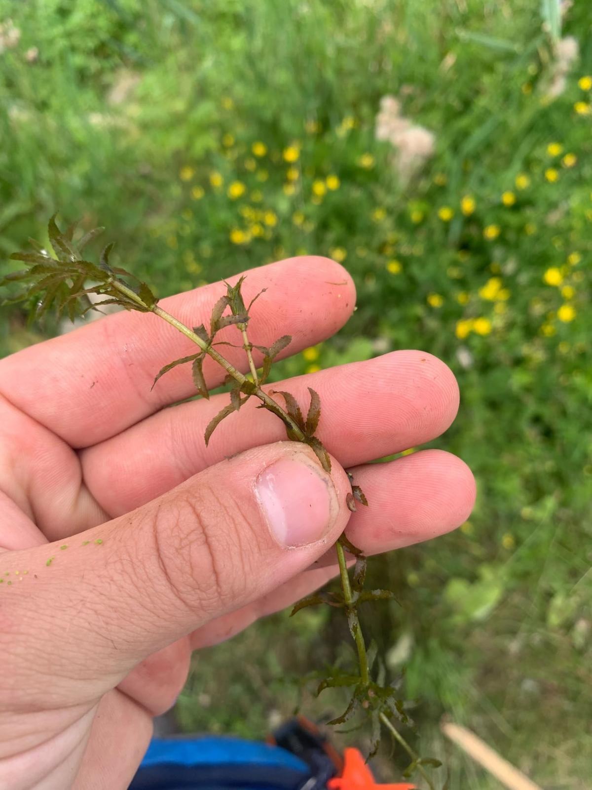 Rapidly growing invasive plant discovered for 1st time in Canada in Leamington, Ont.