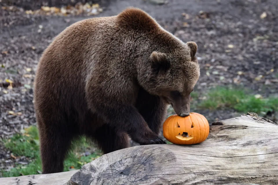 Un oso pardo inspeccionando una calabaza en su recinto en el parque de animales Pairi Daiza en Brugelette el 30 de octubre de 2020. (KENZO TRIBOUILLARD/AFP vía Getty Images)
