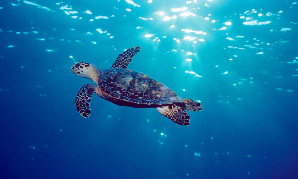 Hawksbill turtle