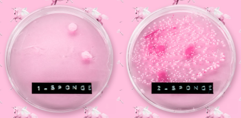 Microbial growth of a makeup sponge that is cleaned after every use (left), vs. that of a makeup sponge that is rarely cleaned (right)